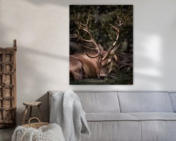 Red deer by Roos Zanderink