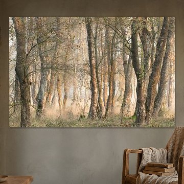 mist in autumn forest