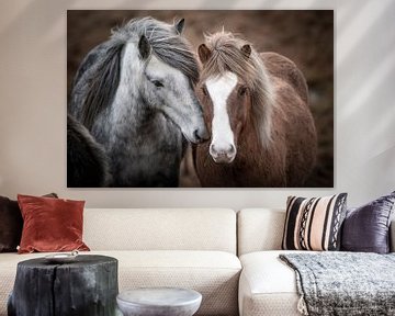 IJslandse paarden van Riana Kooij