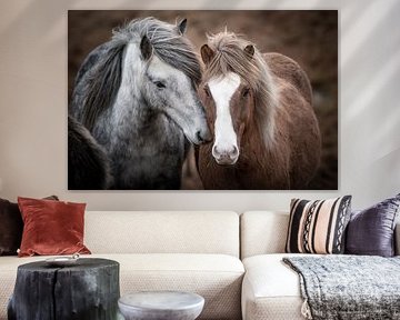 Chevaux islandais