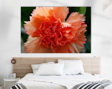 Anjer 