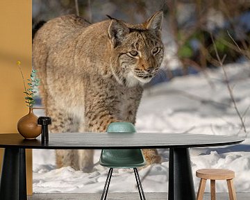 lynx in the snow by Rando Kromkamp