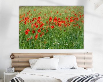 Poppies in the field. by Els Oomis