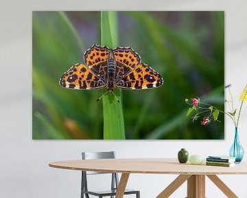 Butterfly splendor. by Els Oomis