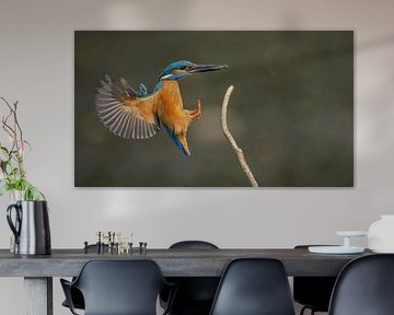 ijsvogel in vlucht met vis