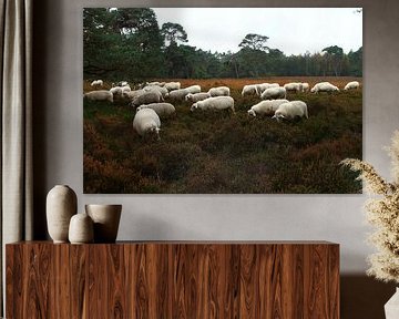 Sheepfold
