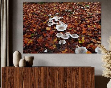 mushrooms