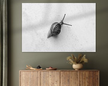 SLOW MOVE || snail