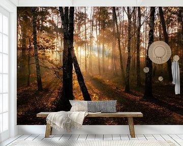 Autumn in the Warandebos, Tilburg by Nynke Altenburg