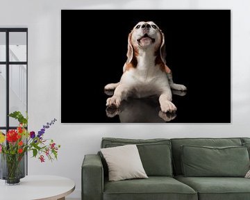 Beagle Hund von Patrick Reymer