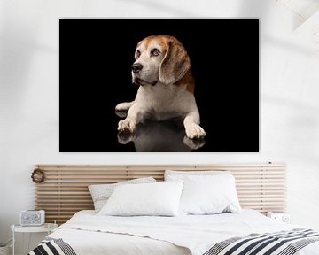 Beagle Dog Hond van Patrick Reymer