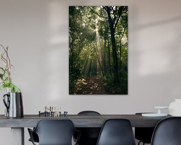 Sonnenstrahlen im Wald von Anouschka Hendriks