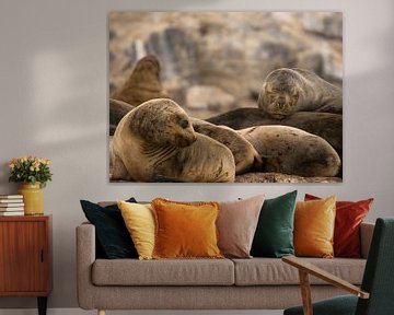 Several seals in the Beagle Channel by Bianca Fortuin