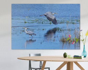 Grijze reiger van Karin Jähne