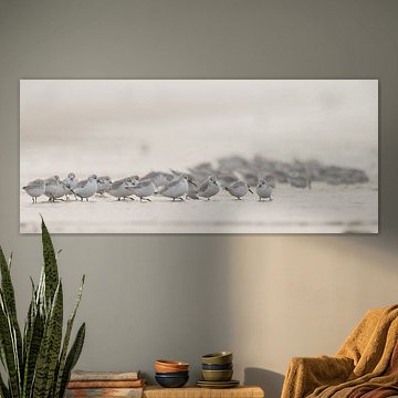 Sanderlings on the beach