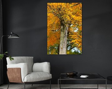 Old maple tree