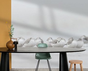 Sanderlings on the beach by Menno Schaefer