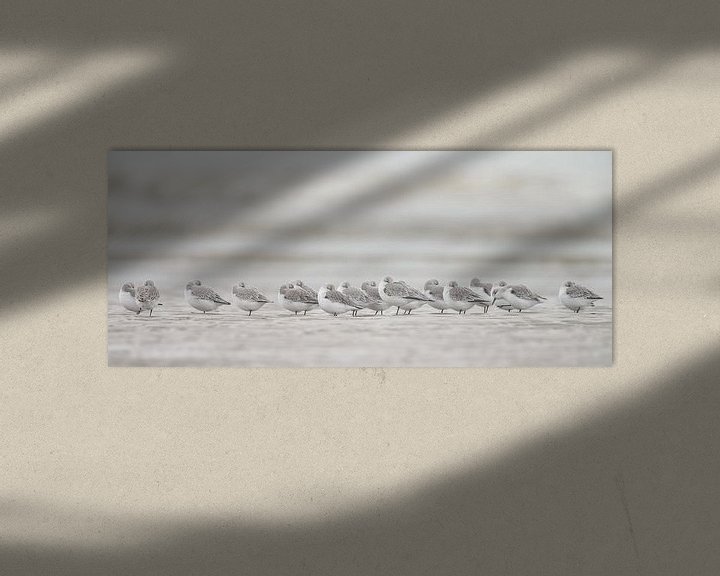 Impression: Bécasseaux sanderlings sur la plage sur Menno Schaefer