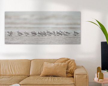 Sanderlings on the beach by Menno Schaefer