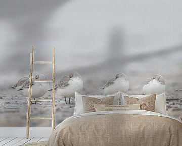 Sanderlings on the beach by Menno Schaefer