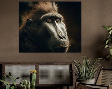 Portrait of a Japanese macaque by Hans Huys