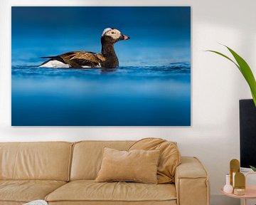 Adult male Long-tailed Duck (Clangula hyemalis) in breeding plumage by AGAMI Photo Agency