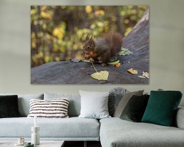 Eichhörnchen hält eine Nuss von Thomas Heitz