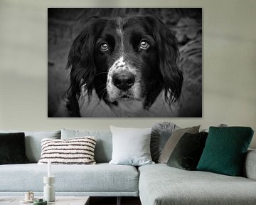 Hond in zw-w