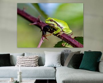 Tree frog between the spines of a blackberry bush. by Els Oomis