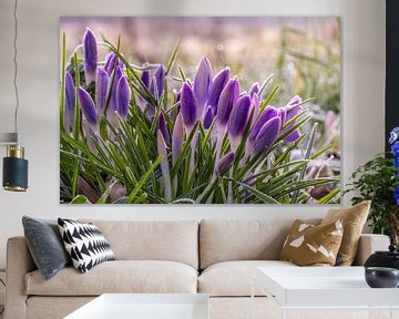 Crocuses in the frost, but they can handle it. by Els Oomis