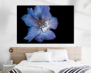 When your feeling blue van Lynlabiephotography