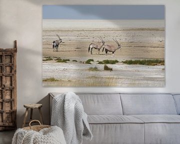 Oryxen in namibie von Chris Moll