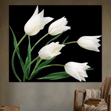 tulipes blanches