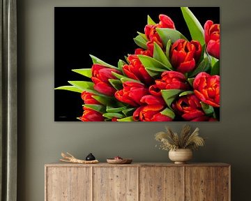red tulips over black background by Dreamy Faces
