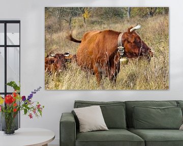 Portrait latéral de bovins du Harz avec cloche à vache sur t.ART