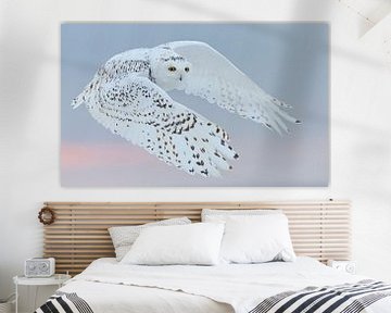 Harfang des neiges, Bubo scandiaca sur AGAMI Photo Agency