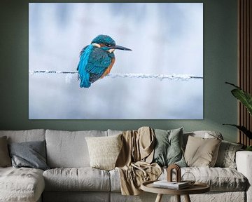 Eisvogel im Winter, Alcedo Atthis von Gert Hilbink