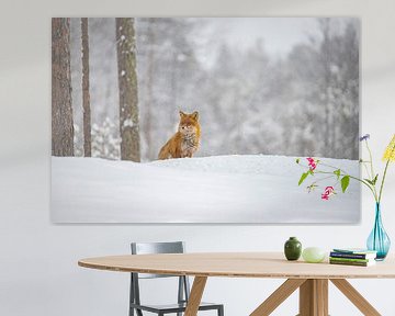 Fuchs im Schnee, Schweden von Gert Hilbink