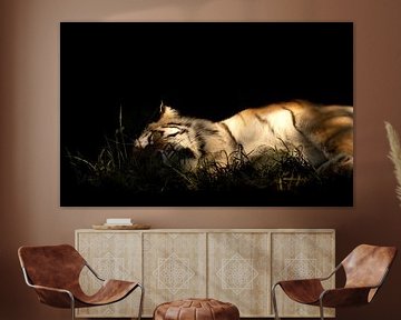 Sleeping tiger van Foto Studio Labie