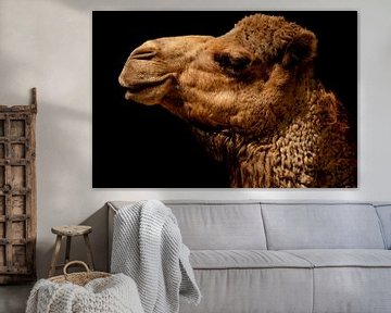 Dromedary friendly smurk by Foto Studio Labie