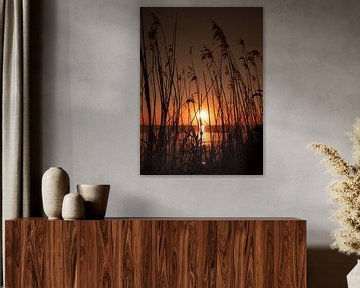Reed sunset by Foto Studio Labie