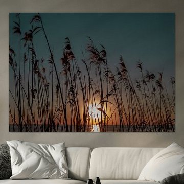 Sonnenuntergang durch das Schilf