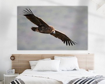 Eurasian Black Vulture, Aegypius monachus by Beschermingswerk voor aan uw muur