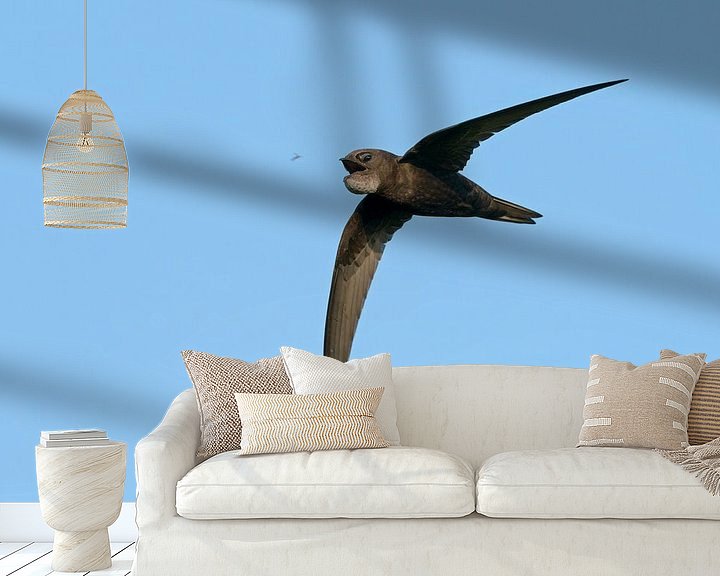 Sfeerimpressie behang: Gierzwaluw, Apus apus van Beschermingswerk voor aan uw muur