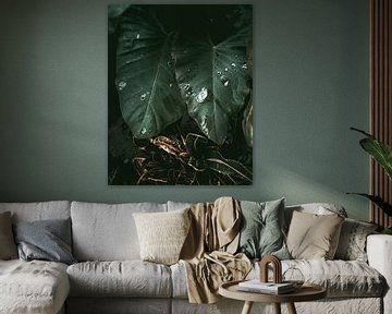 Jungle plants up close | Colombia by Felix Van Leusden