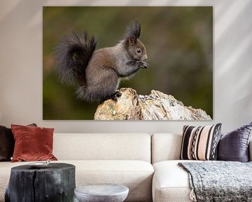 Eichhörnchen (Oachkatzl)