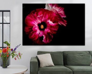 Hibiscusbloemen op een zwarte achtergrond van Patricia Piotrak