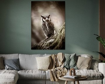 Nördliche Waldohreule in Schwarz und Weiß von KB Design & Photography (Karen Brouwer)