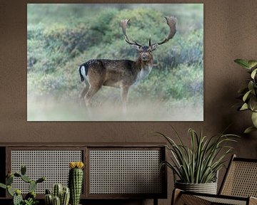 Male fallow deer. by Albert Beukhof