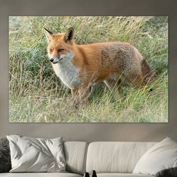 Fox is on the lookout.